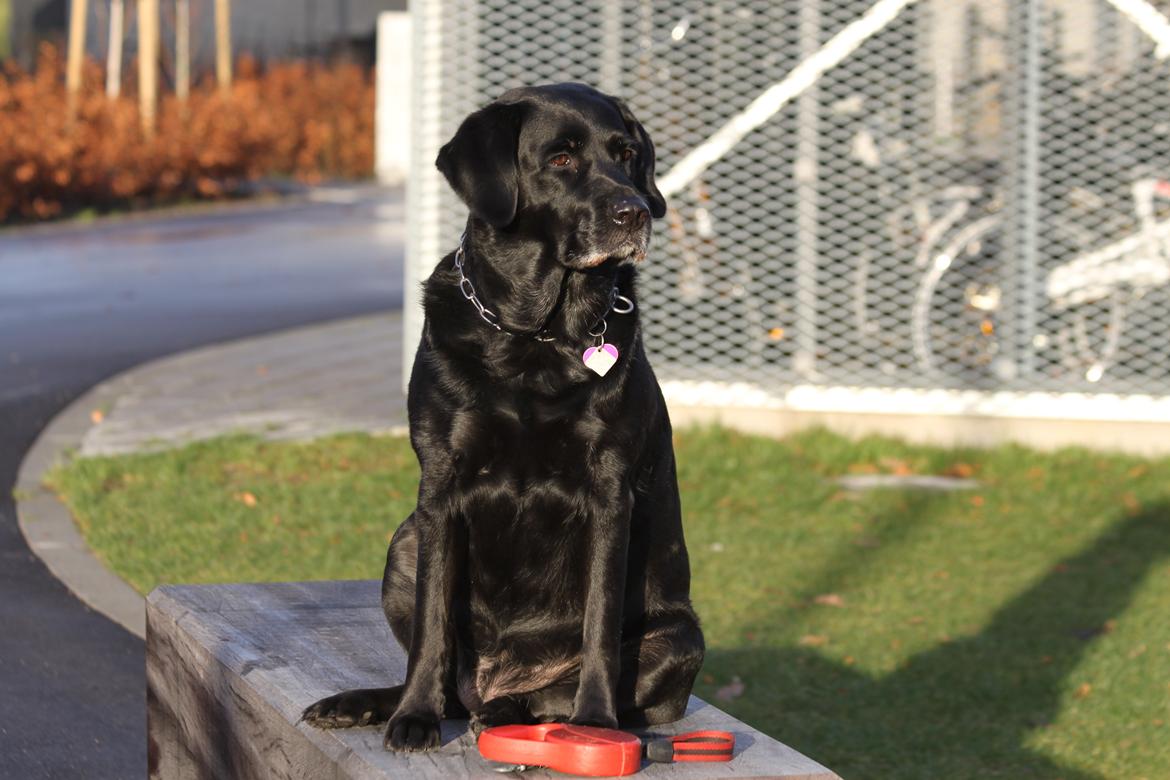 Blanding af racer Maggi billede 21