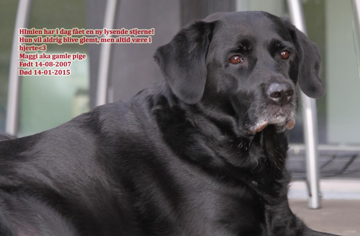 Blanding af racer Maggi billede 25