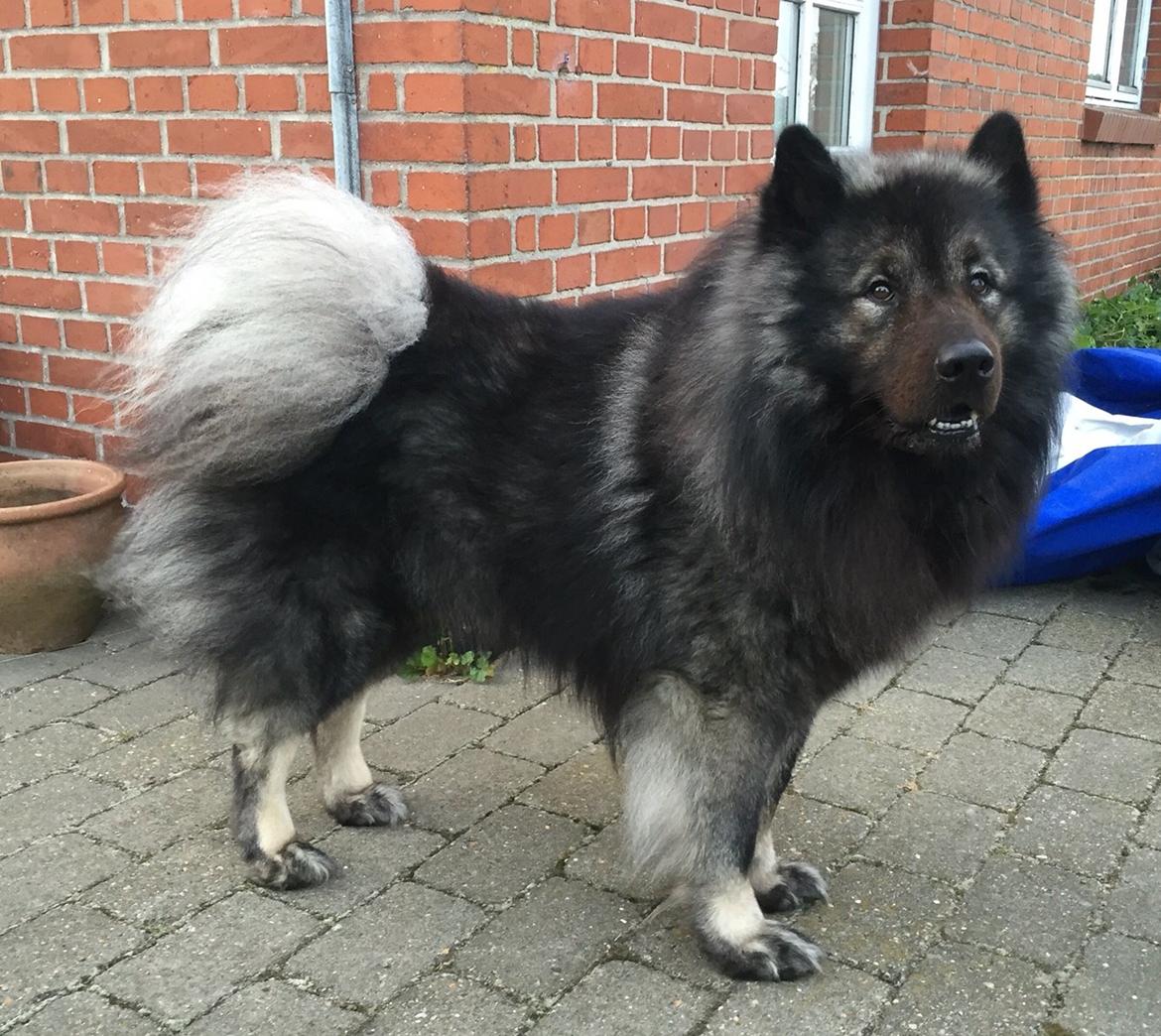 Eurasier Biker (Beiker) billede 14
