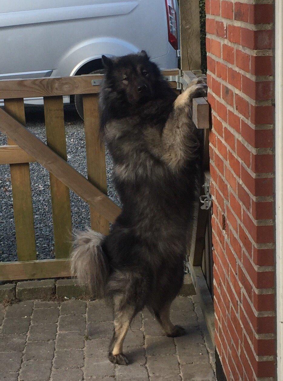 Eurasier Biker (Beiker) billede 16