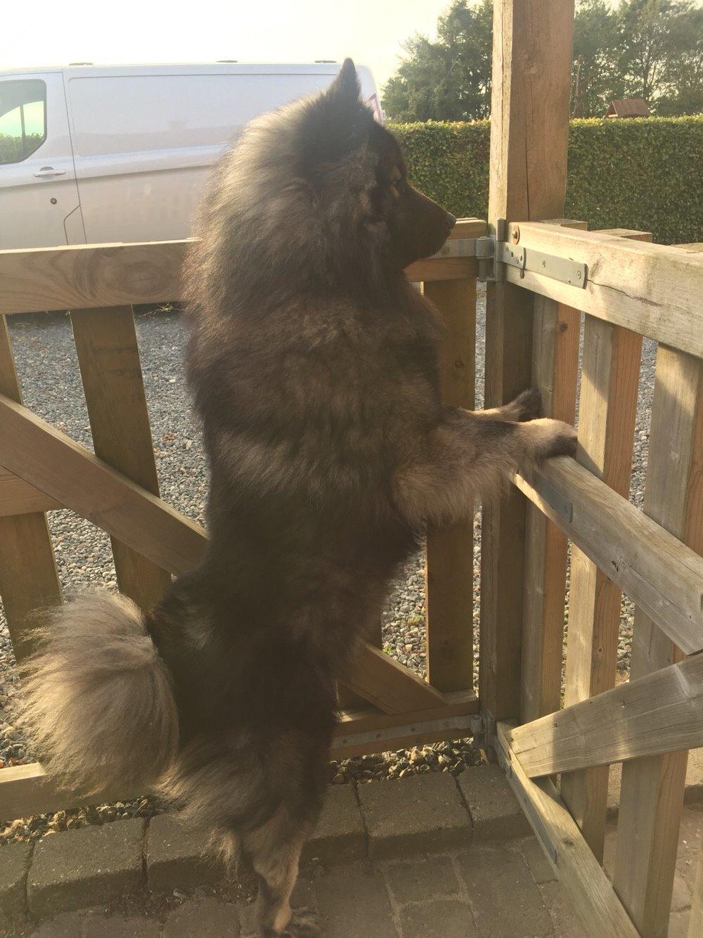 Eurasier Biker (Beiker) billede 15