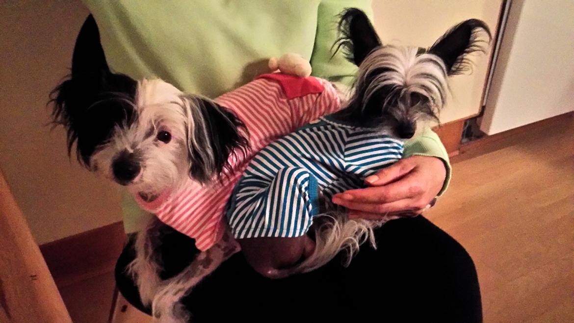 Chinese crested hårløs Daisy billede 1