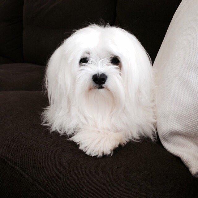 Malteser Albi billede 18