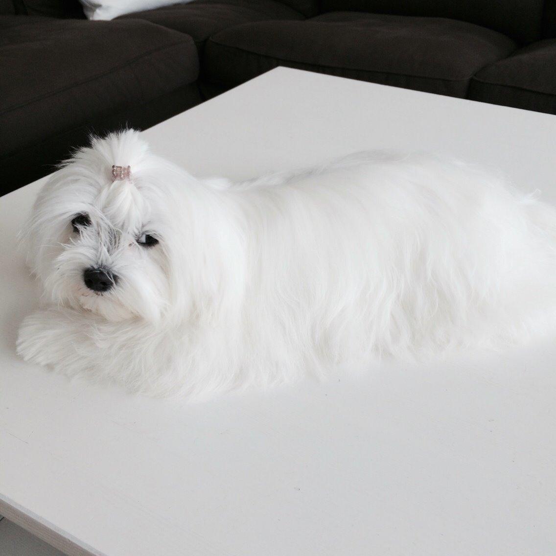 Malteser Albi billede 19