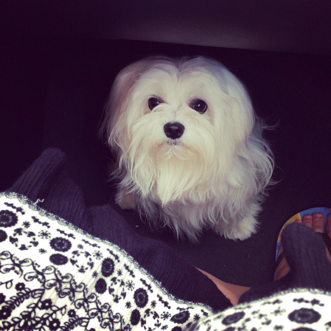 Malteser Albi billede 21