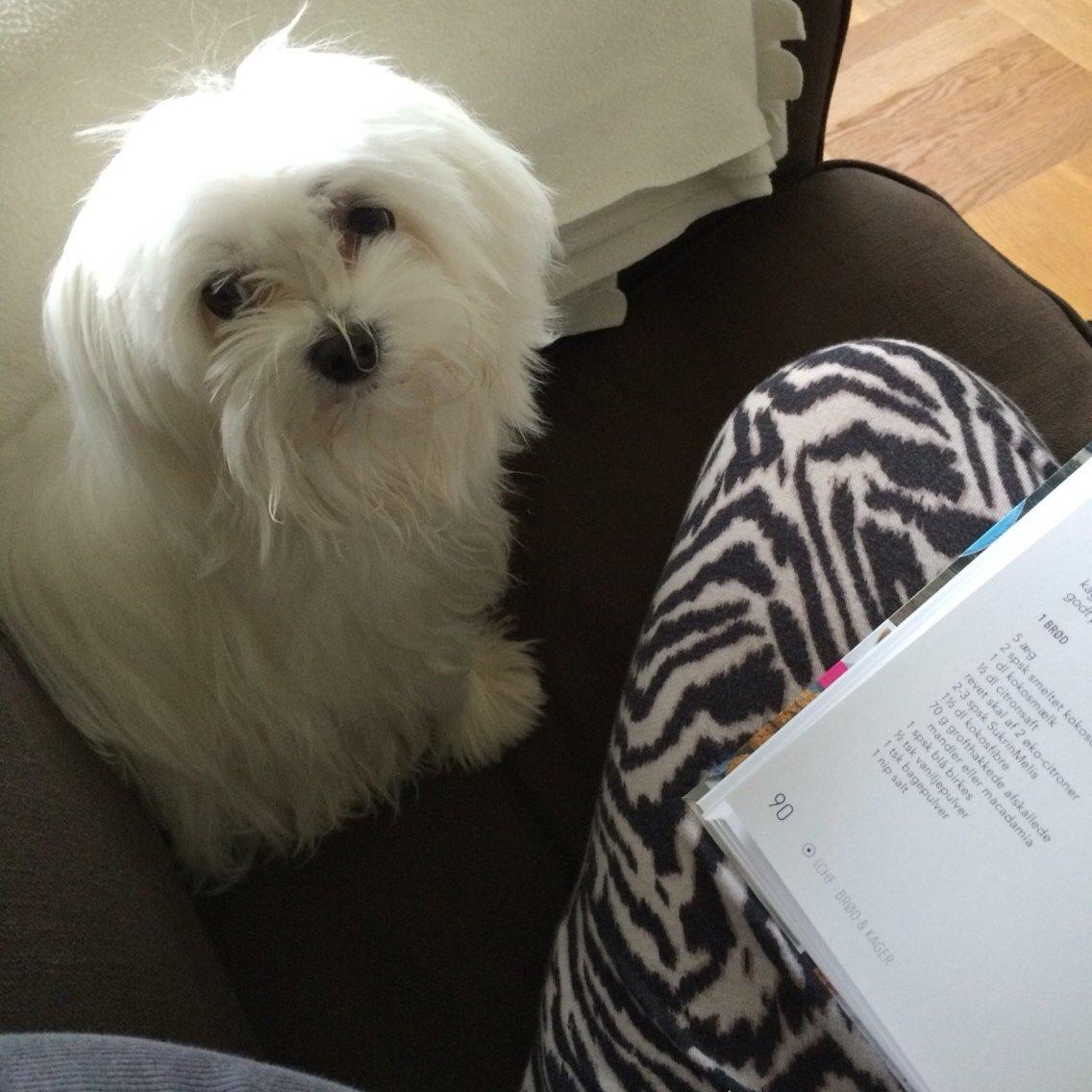 Malteser Albi billede 20