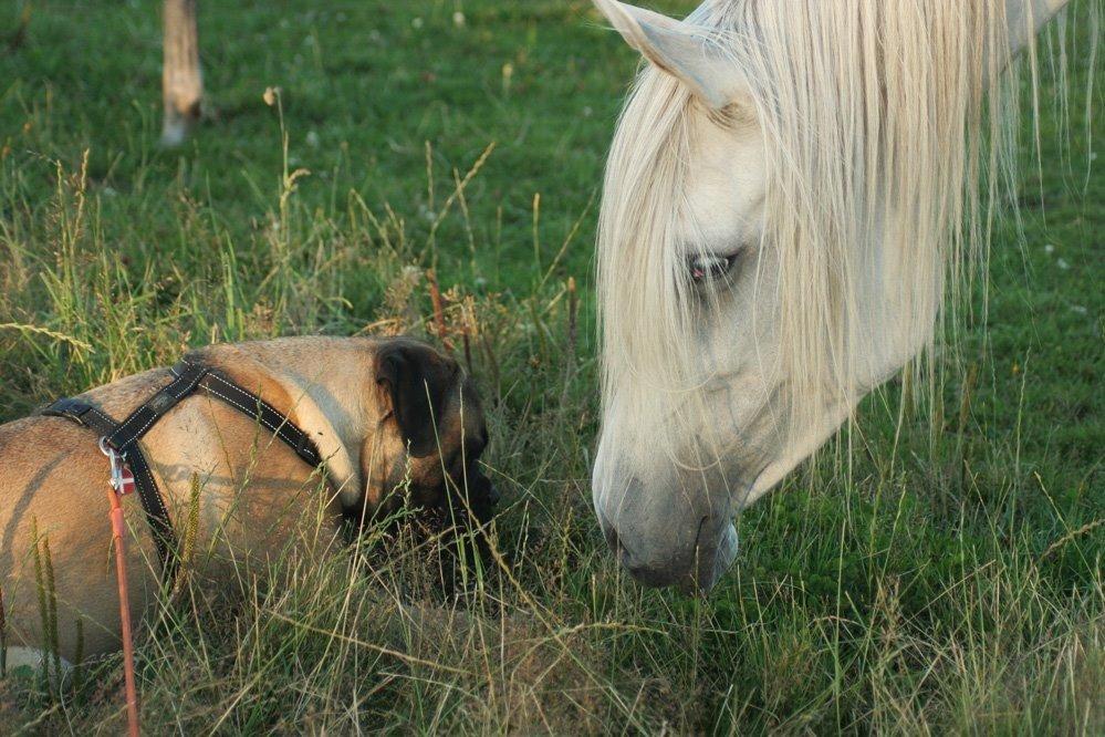Bullmastiff Bullsaints Haress Al Dar - Barney & Zuleyma <3 billede 41