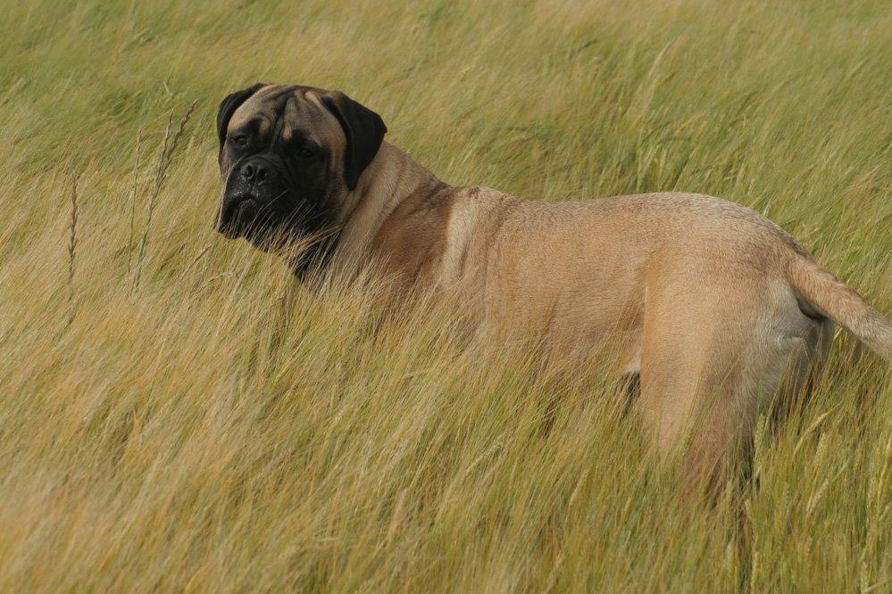 Bullmastiff Bullsaints Haress Al Dar - Barney 7 måneder.. billede 40
