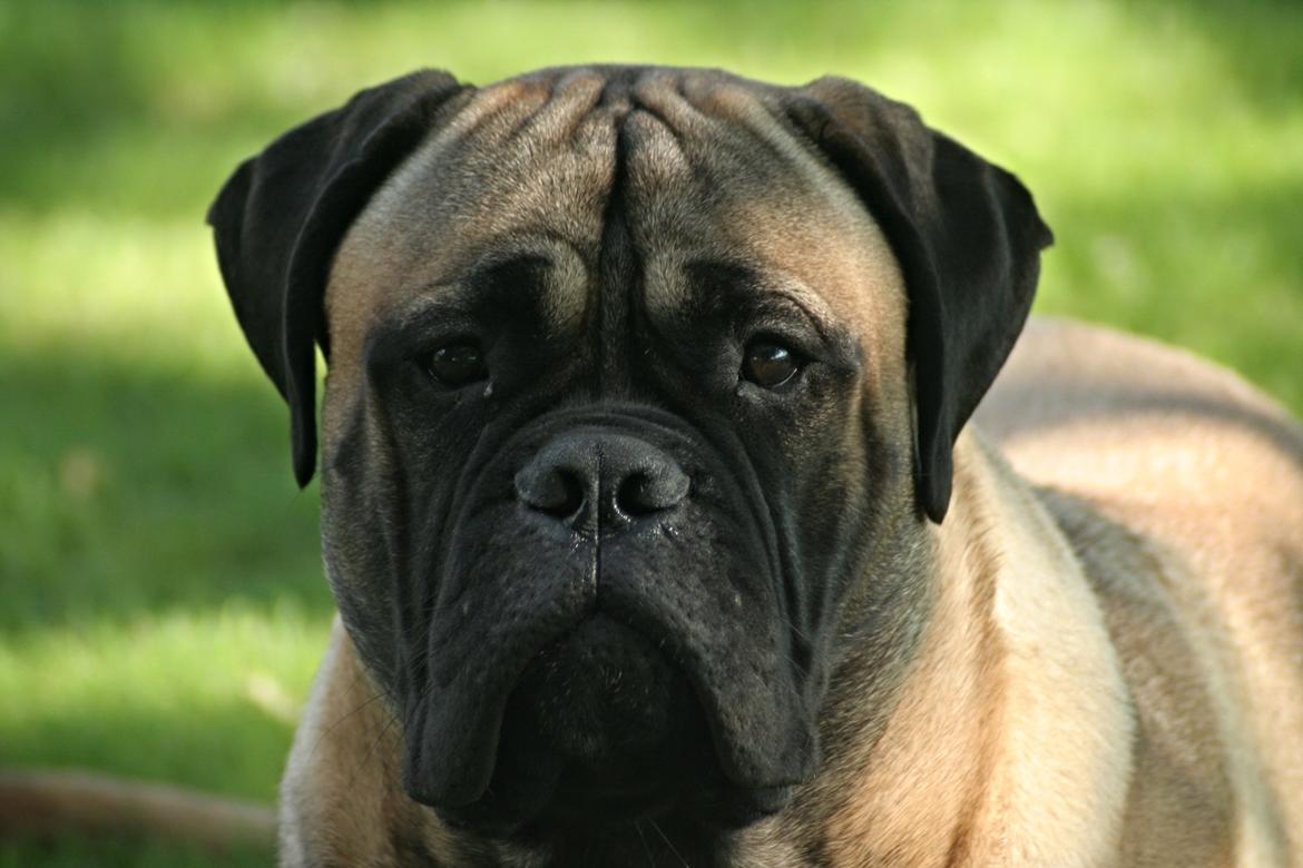 Bullmastiff Bullsaints Haress Al Dar - Barney 8 måneder billede 42
