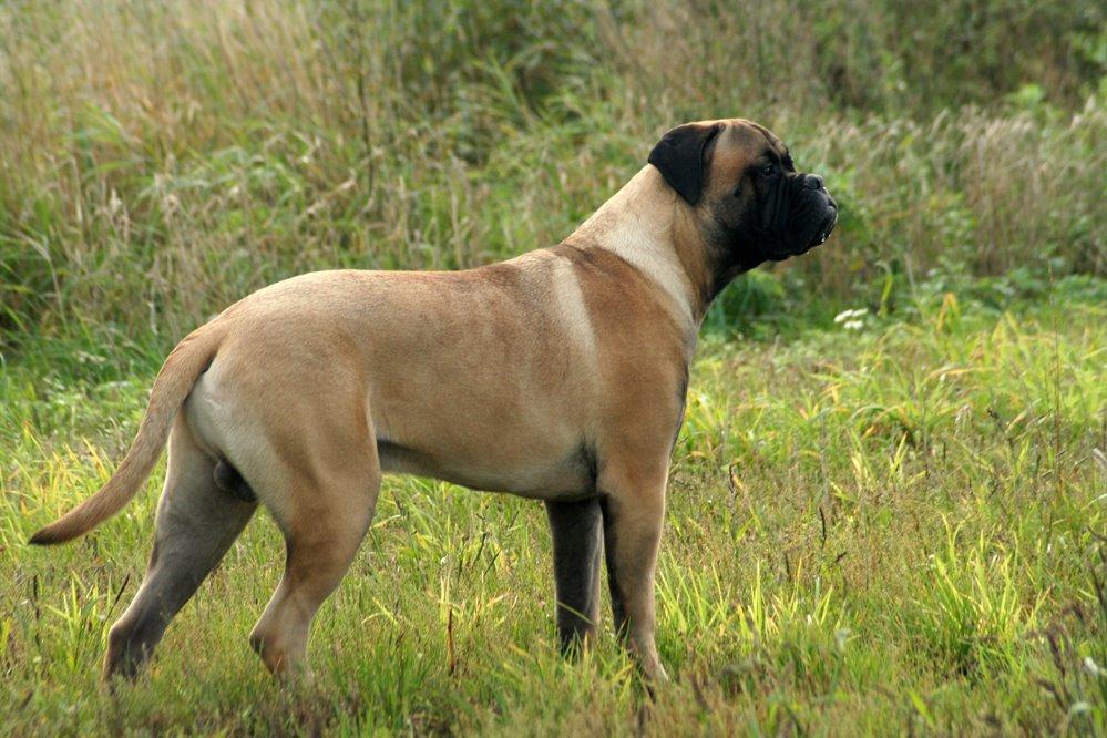 Bullmastiff Bullsaints Haress Al Dar - Barney 9 måneder & 60 kg billede 43
