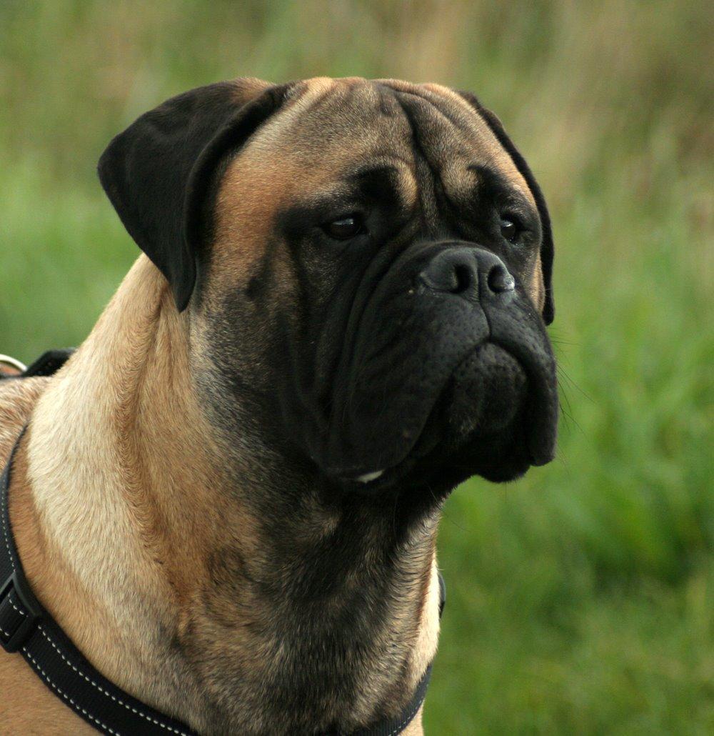 Bullmastiff Bullsaints Haress Al Dar - Barney 9 måneder & 60 kg billede 44