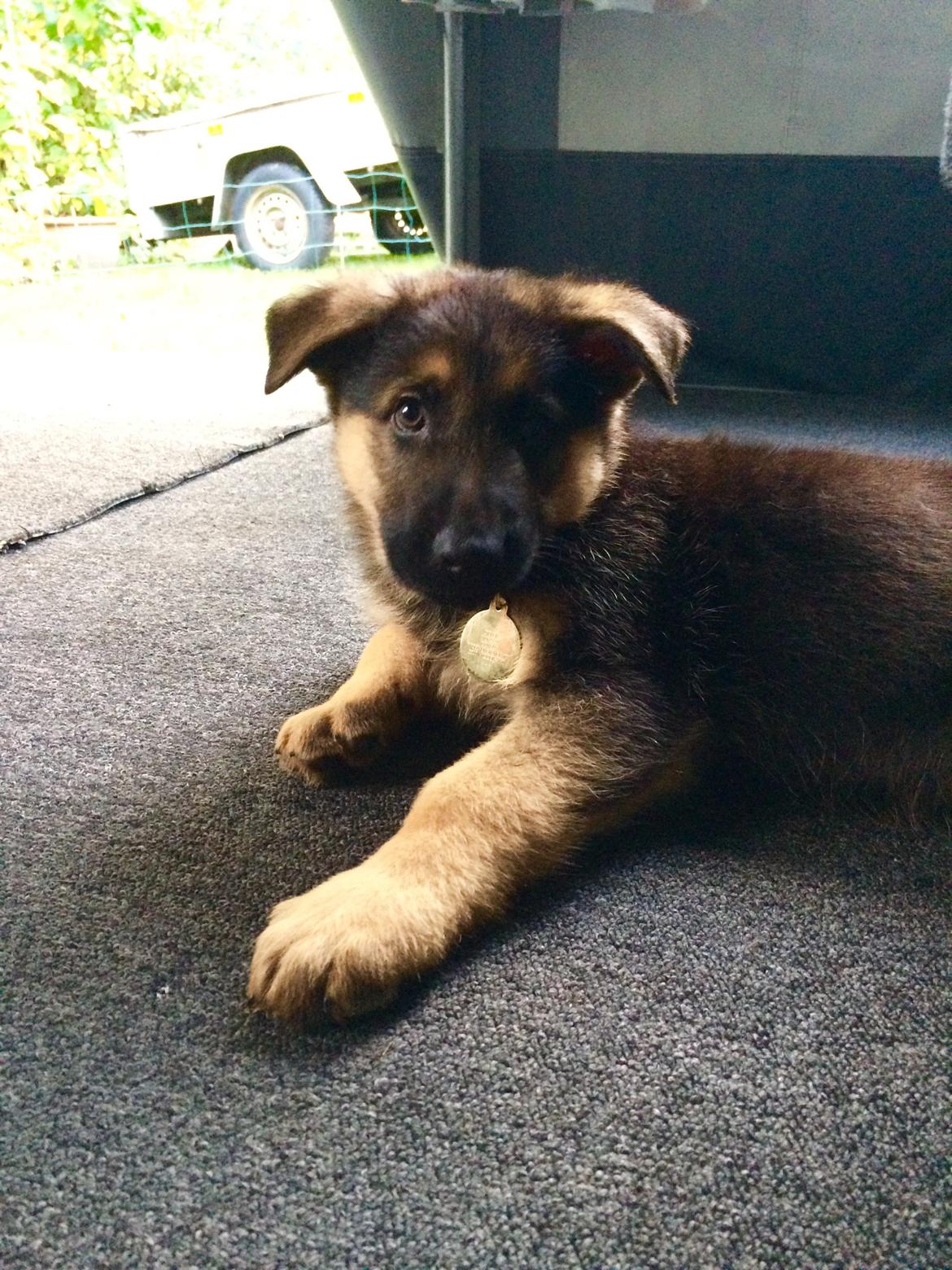 Schæferhund Silver billede 1