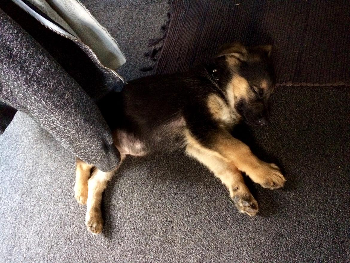 Schæferhund Silver billede 2