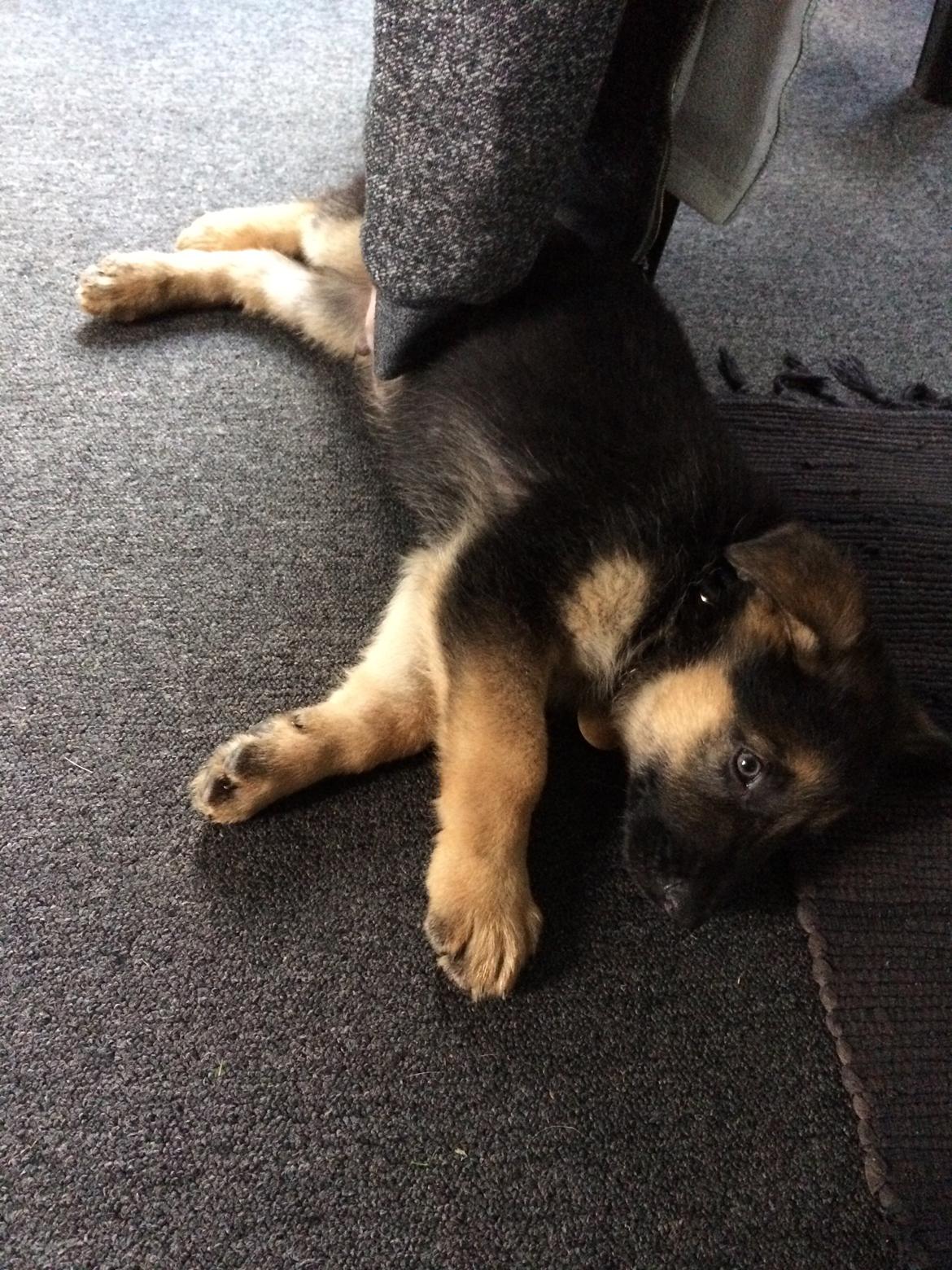 Schæferhund Silver billede 4