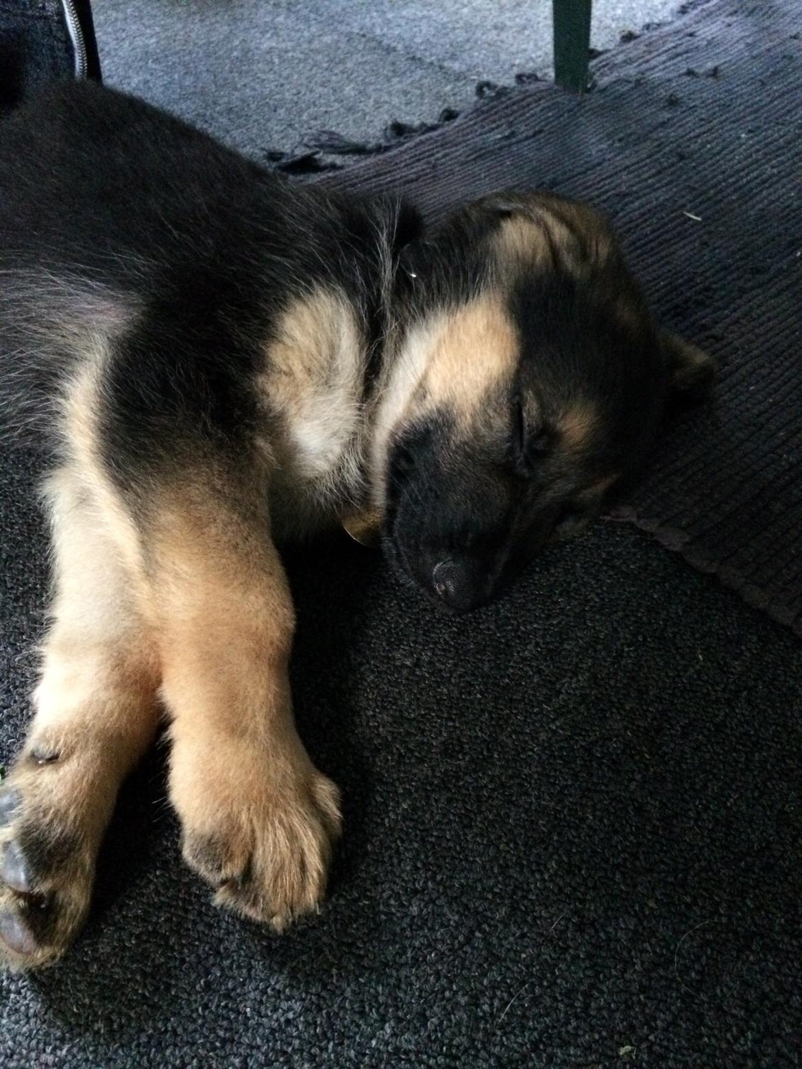 Schæferhund Silver billede 5