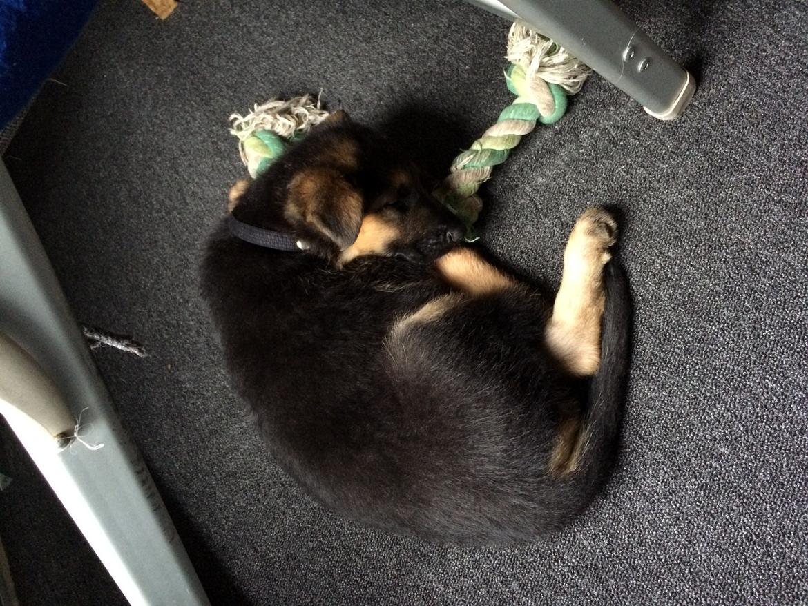 Schæferhund Silver billede 6