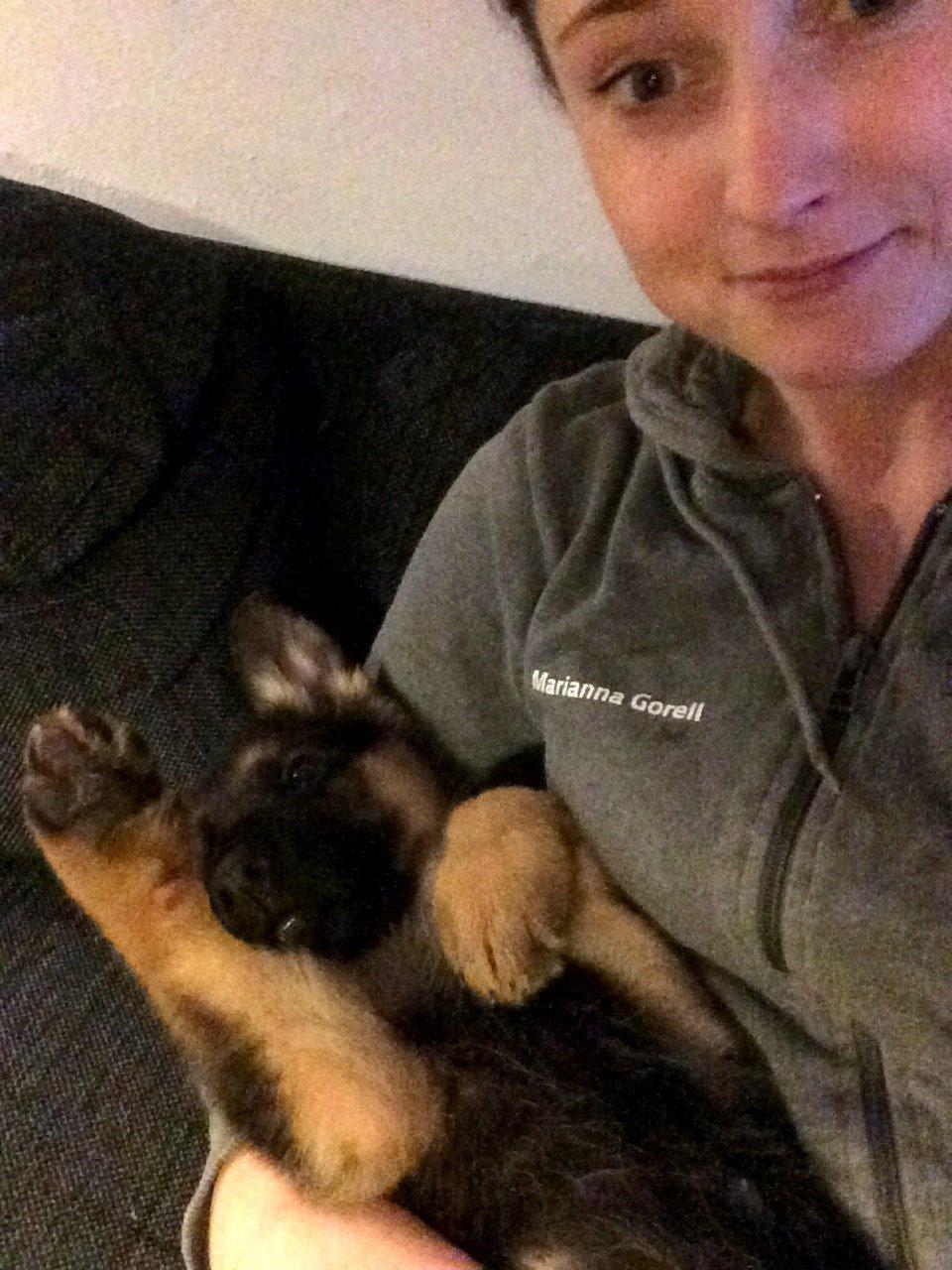 Schæferhund Silver billede 7