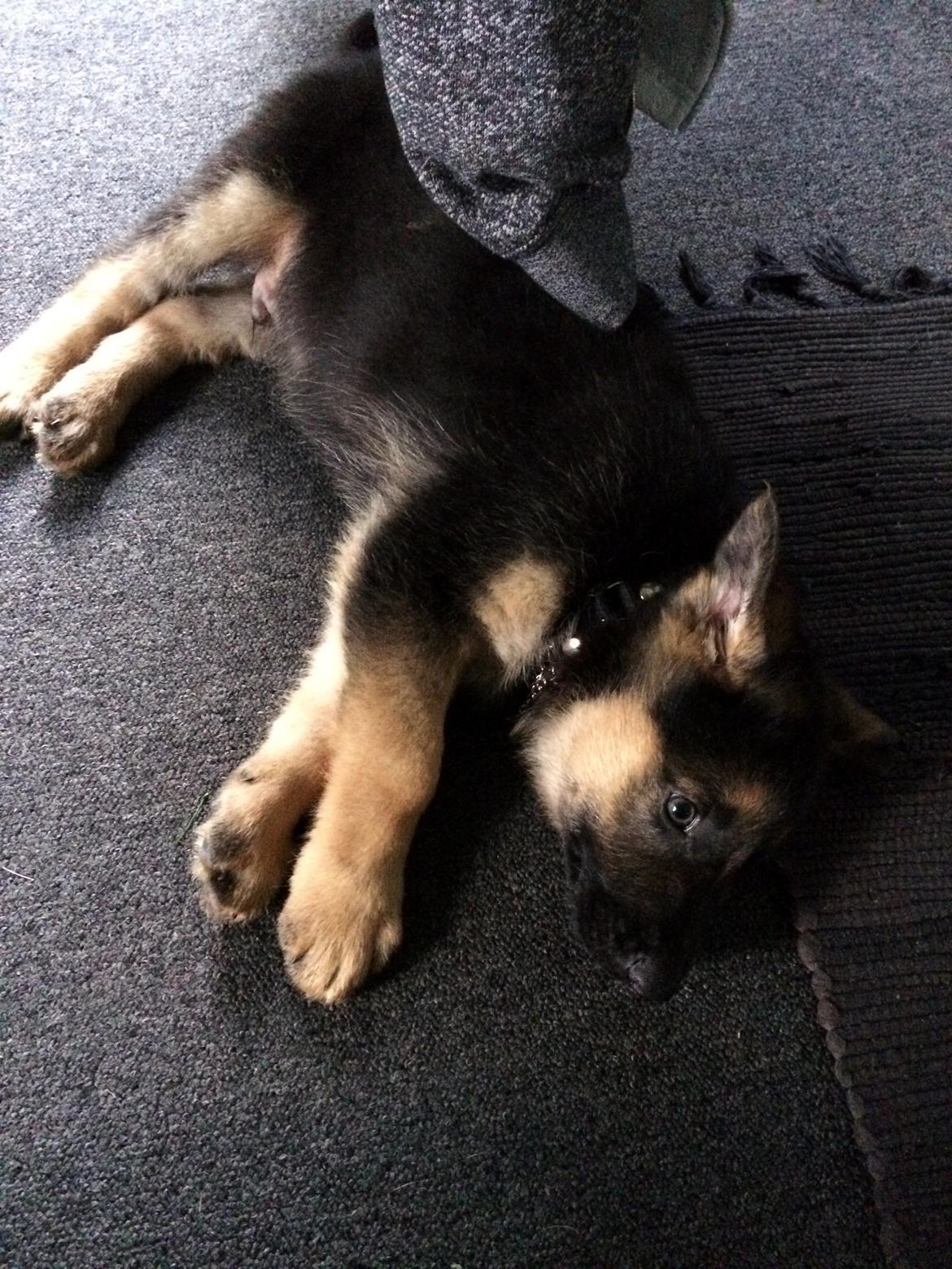 Schæferhund Silver billede 3