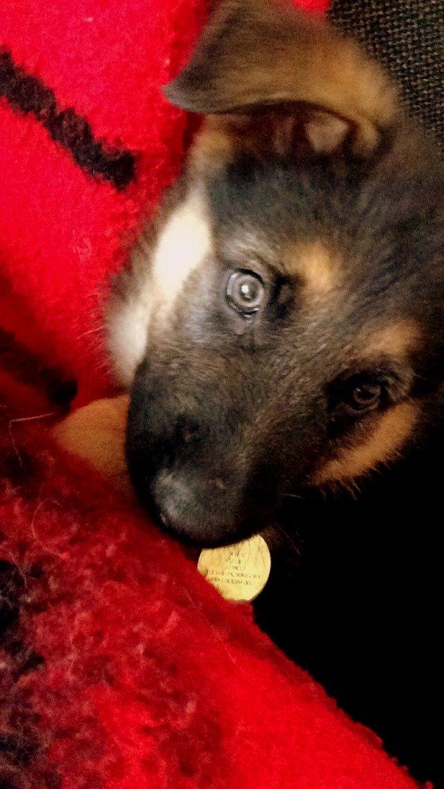 Schæferhund Silver billede 8