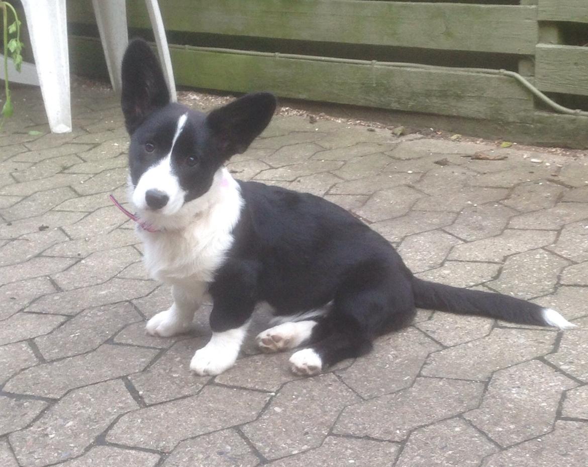 Welsh corgi cardigan Blondie's U 4 Ever  billede 14