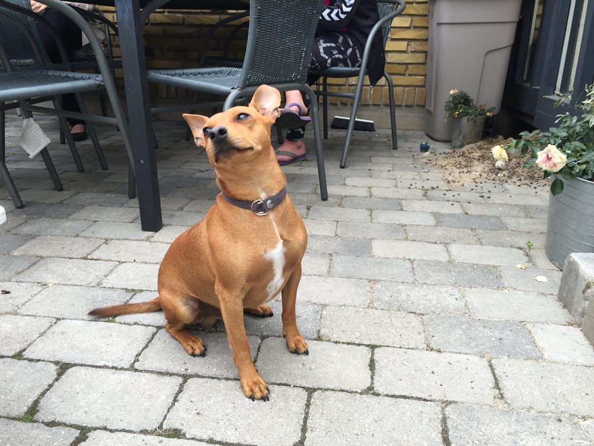 Dvaergpinscher Malle billede 12