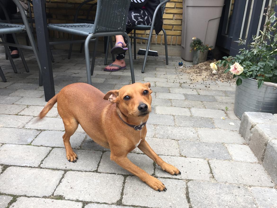 Dvaergpinscher Malle billede 17