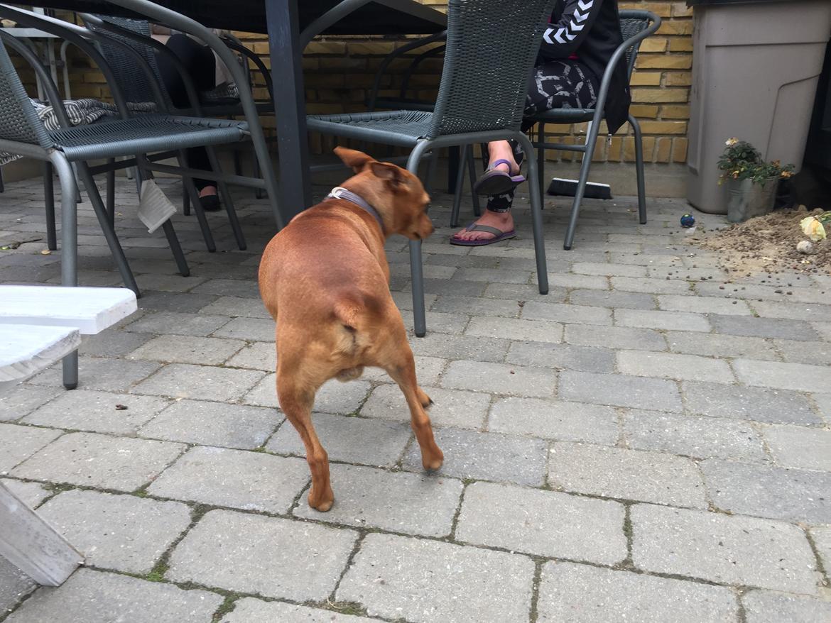 Dvaergpinscher Malle billede 18