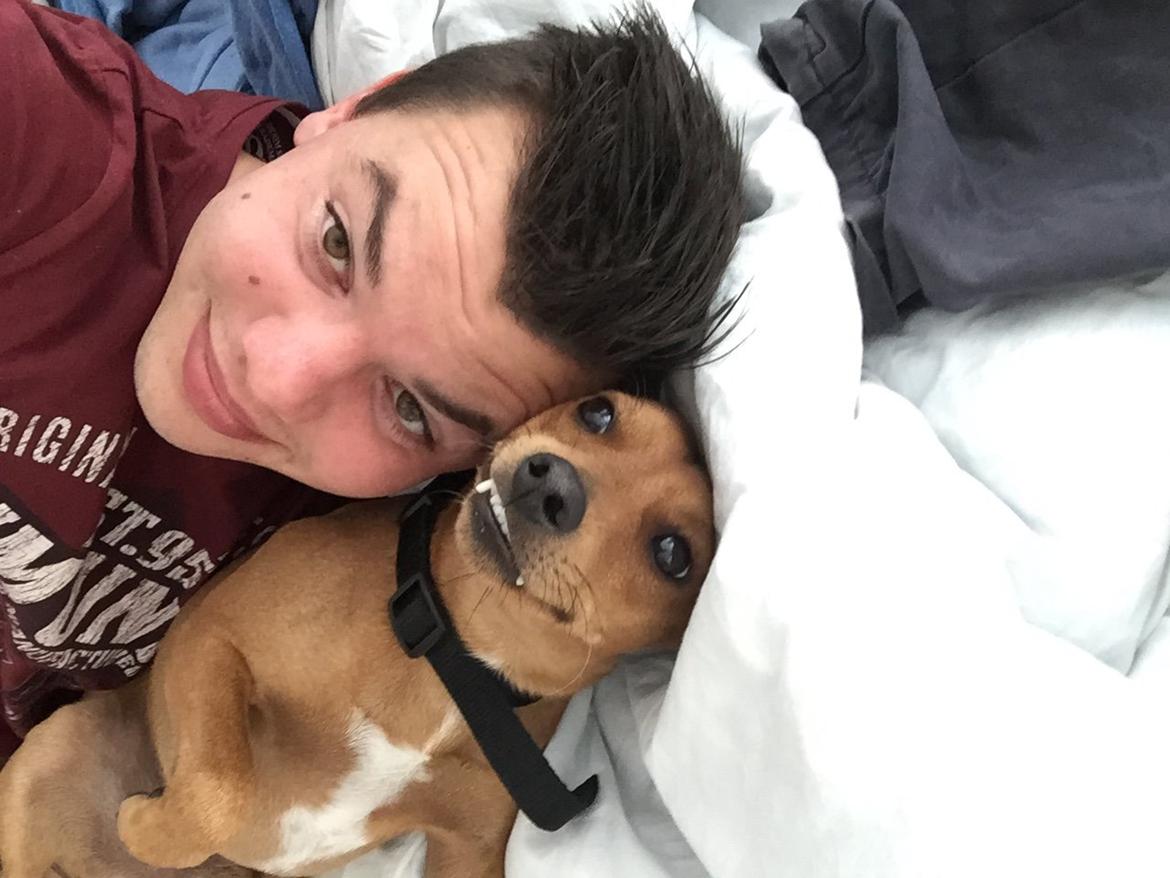 Dvaergpinscher Malle billede 9