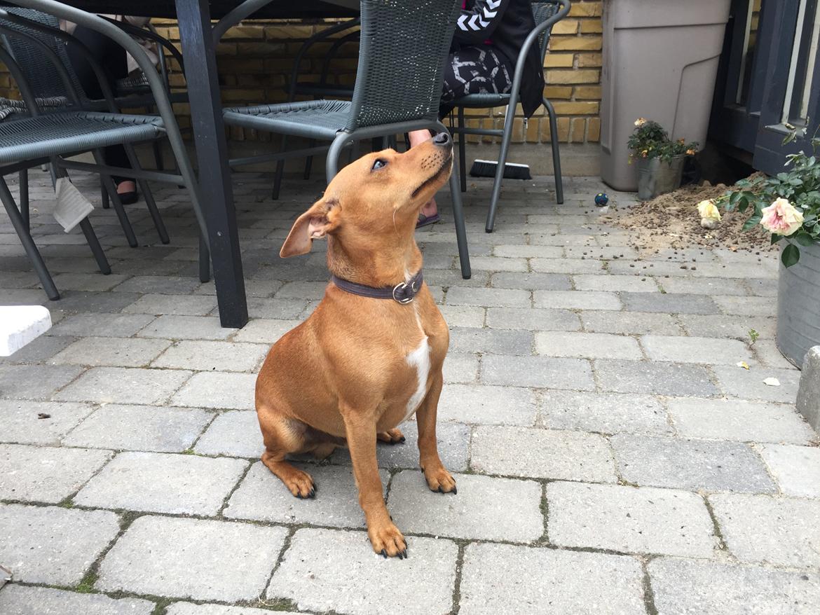 Dvaergpinscher Malle billede 16