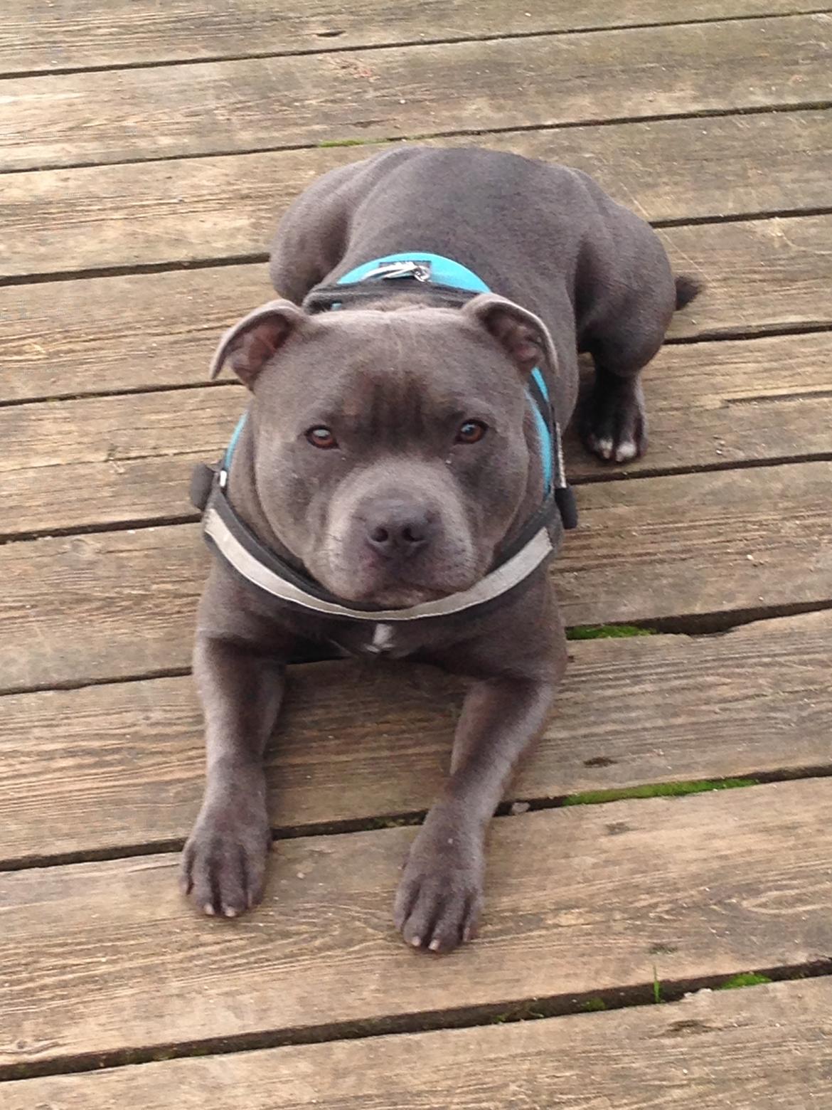 Staffordshire bull terrier Herman billede 41