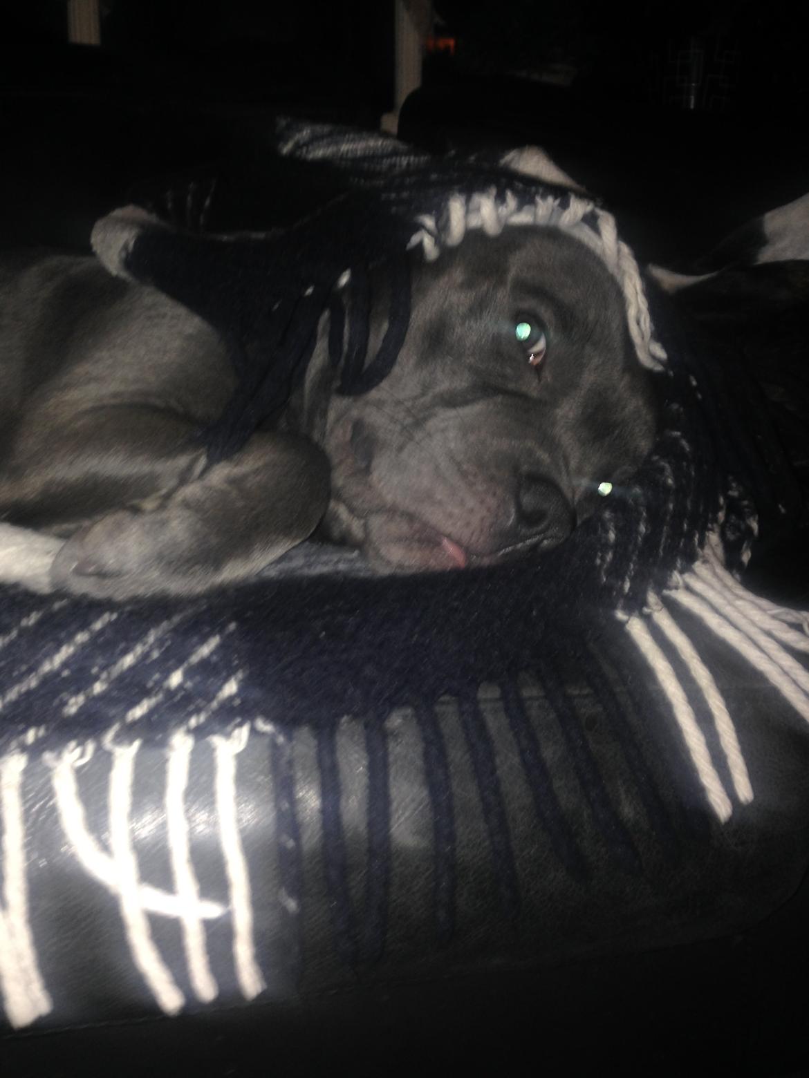 Staffordshire bull terrier Herman billede 43