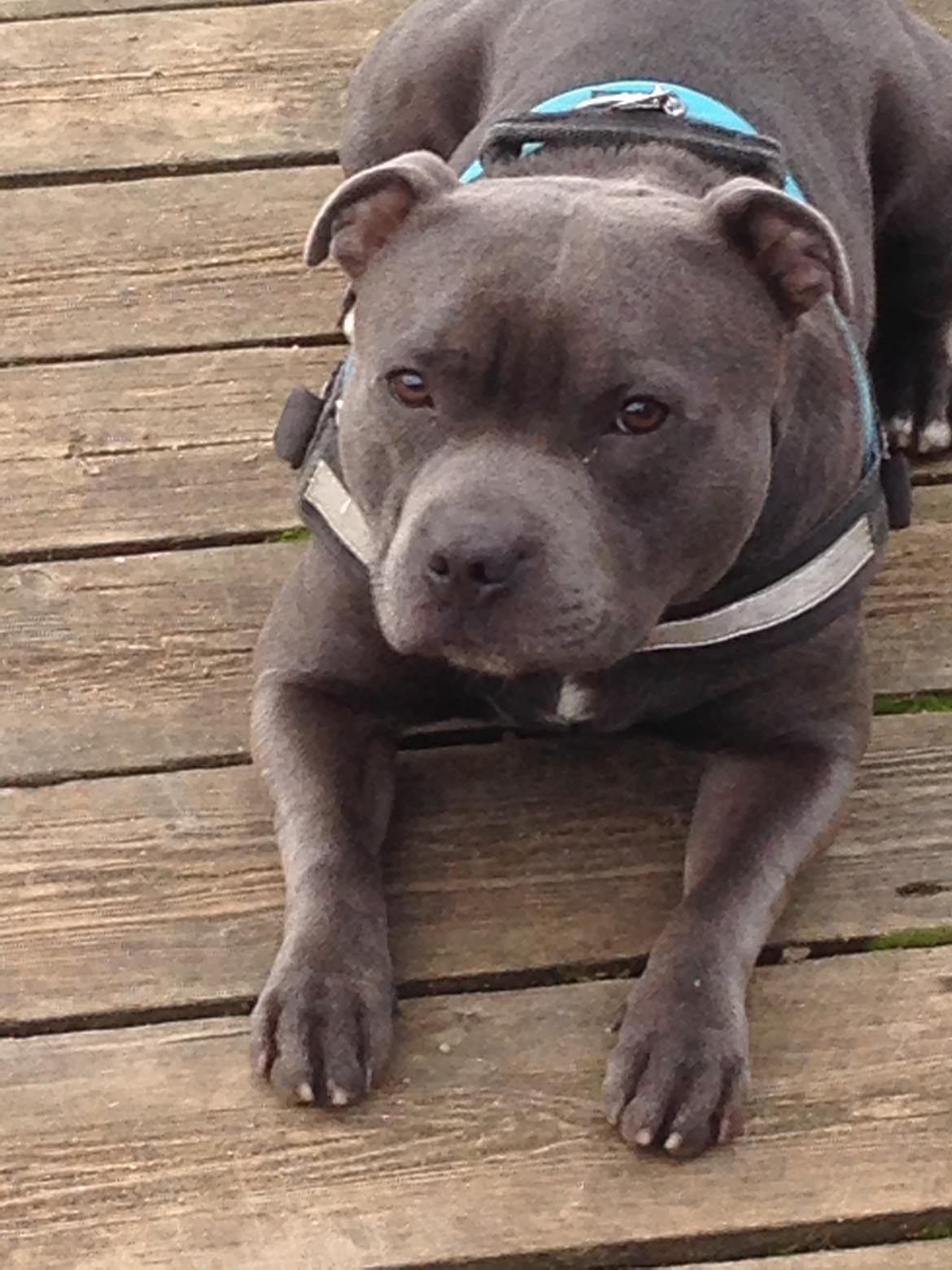 Staffordshire bull terrier Herman billede 42