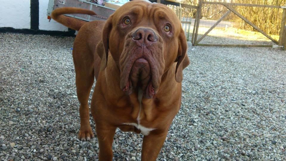 Dogue de bordeaux Rynke Feke Brutalis billede 13