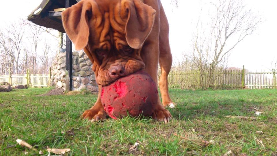 Dogue de bordeaux Rynke Feke Brutalis billede 14