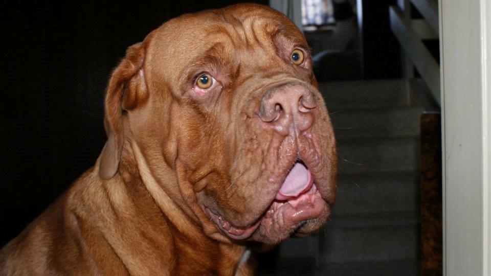 Dogue de bordeaux Rynke Feke Brutalis billede 1