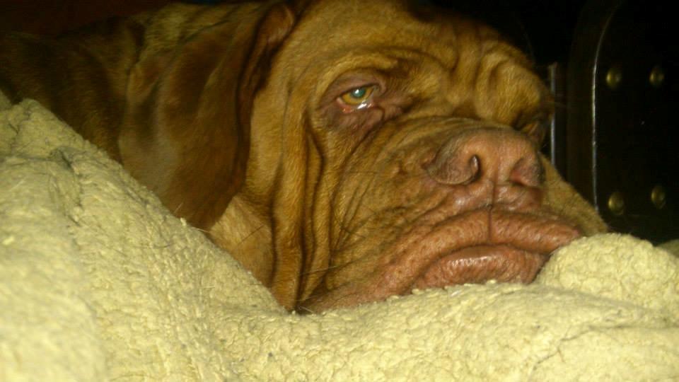 Dogue de bordeaux Rynke Feke Brutalis billede 15