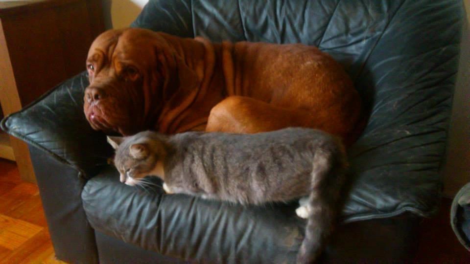 Dogue de bordeaux Rynke Feke Brutalis billede 17