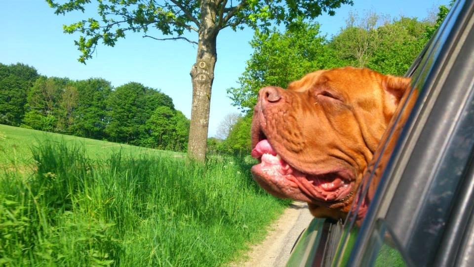 Dogue de bordeaux Rynke Feke Brutalis billede 16
