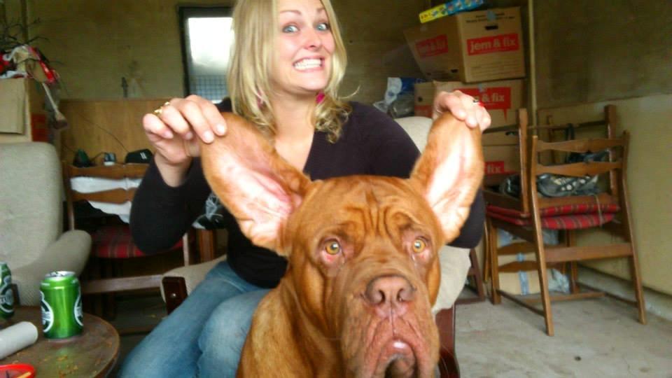 Dogue de bordeaux Rynke Feke Brutalis billede 19