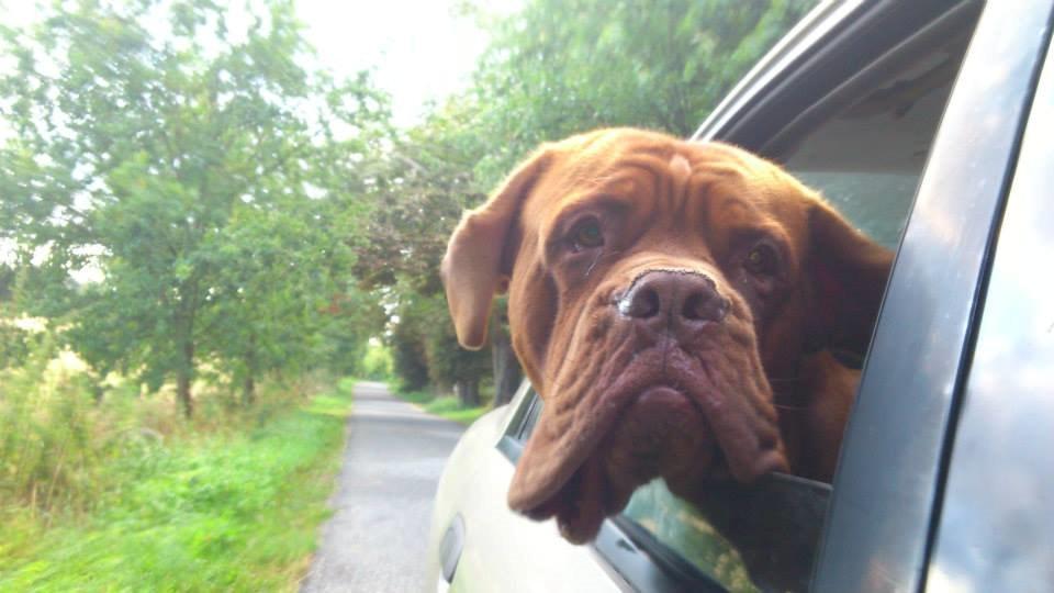 Dogue de bordeaux Rynke Feke Brutalis billede 18