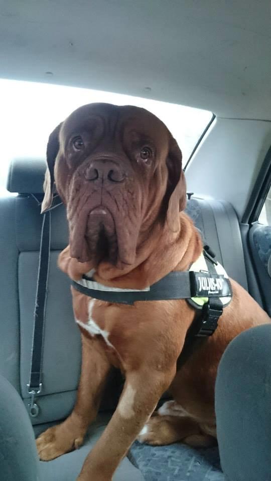 Dogue de bordeaux Rynke Feke Brutalis billede 20
