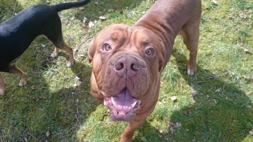 Dogue de bordeaux Rynke Feke Brutalis billede 21