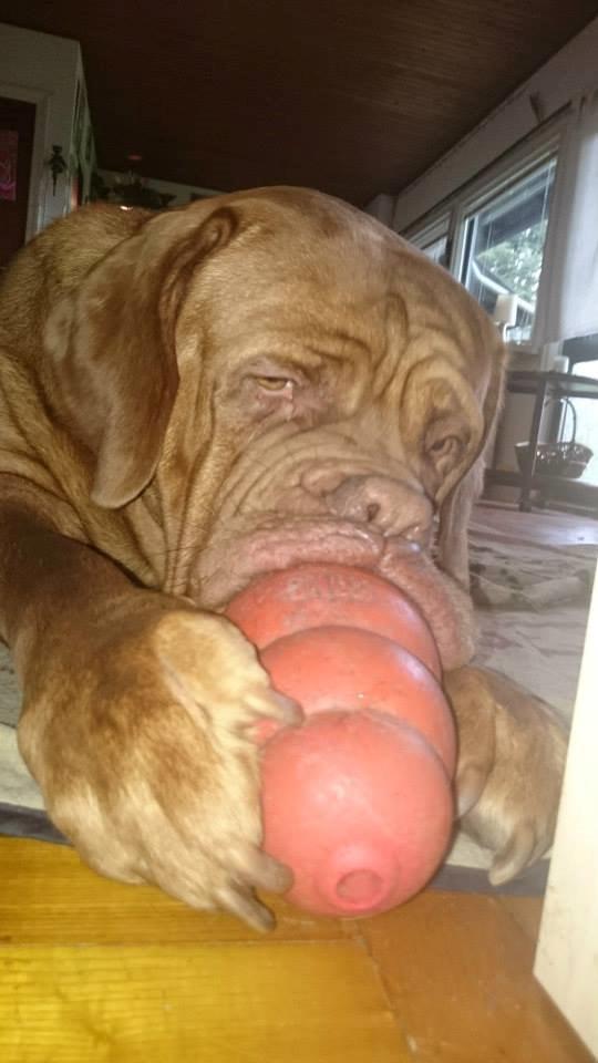 Dogue de bordeaux Rynke Feke Brutalis billede 23