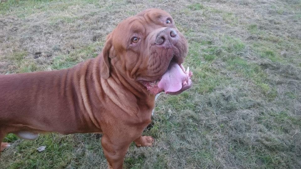 Dogue de bordeaux Rynke Feke Brutalis billede 24
