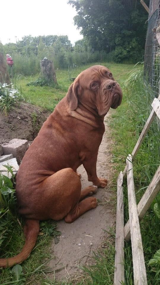 Dogue de bordeaux Rynke Feke Brutalis billede 22