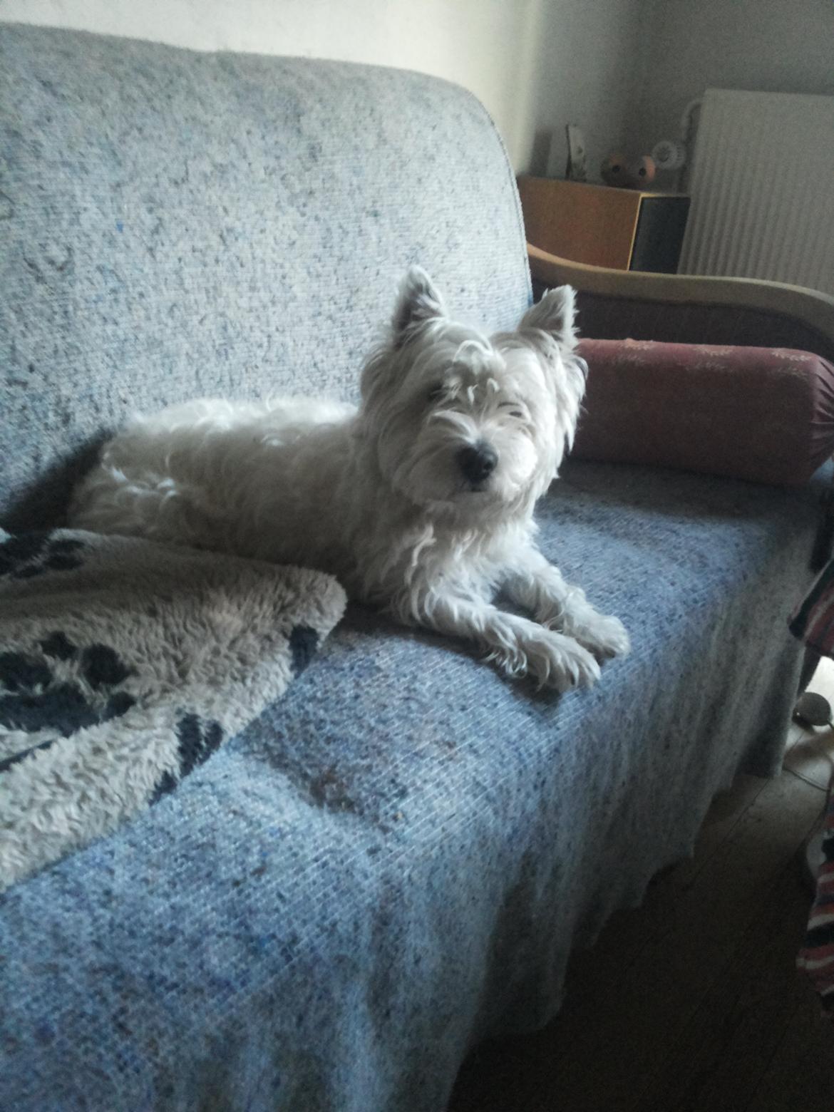 West highland white terrier Thilde (Tossen <3) billede 3