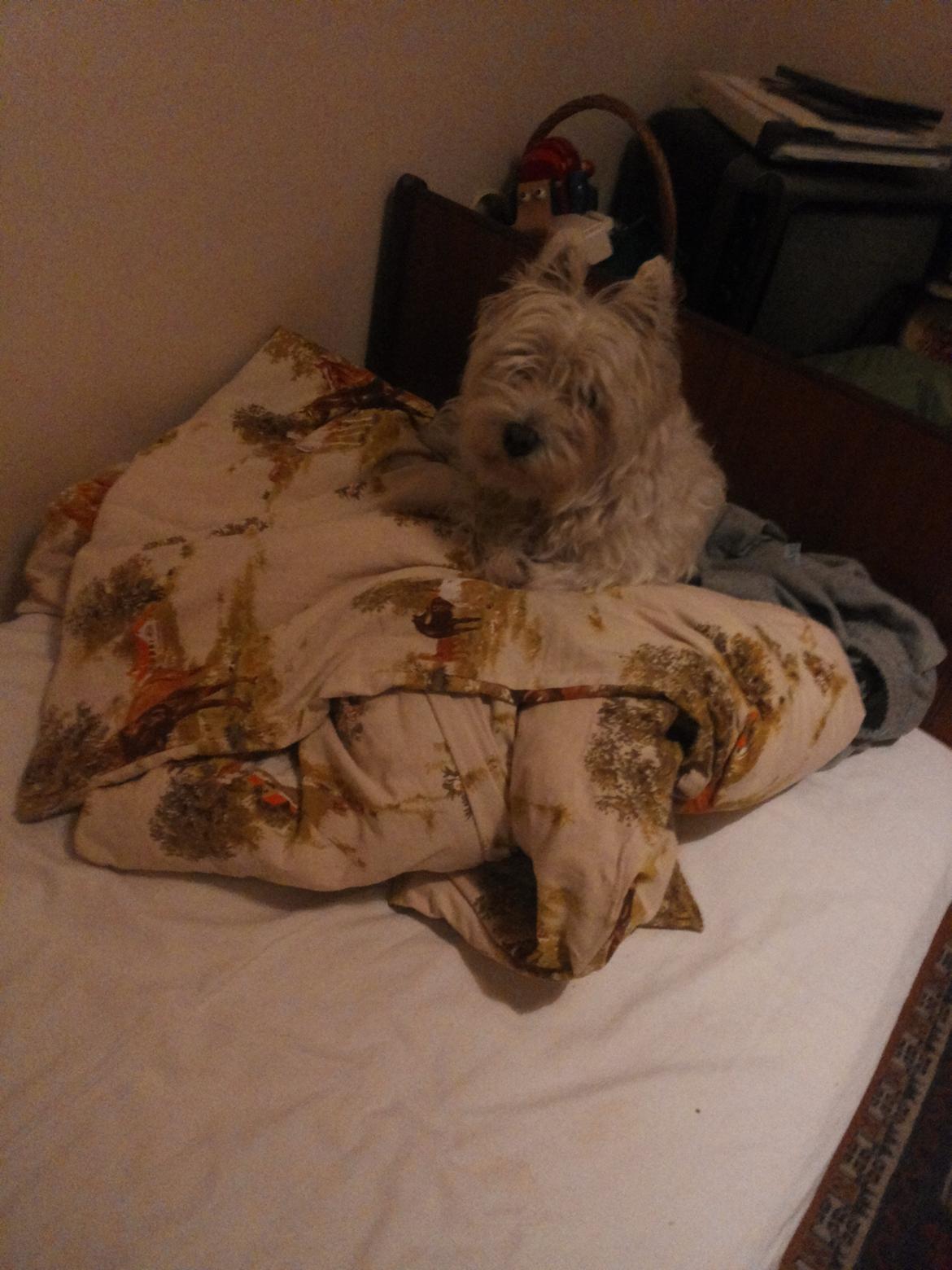 West highland white terrier Thilde (Tossen <3) billede 5