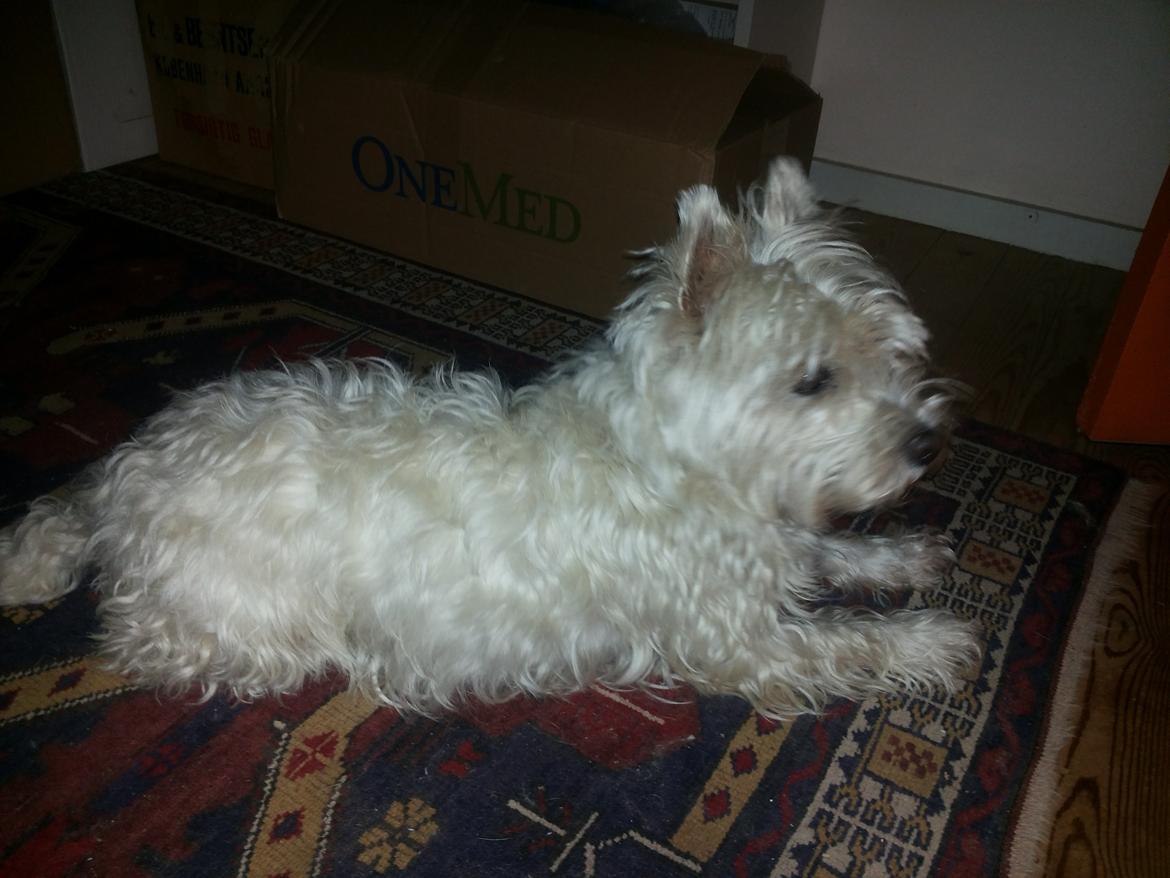West highland white terrier Thilde (Tossen <3) billede 6