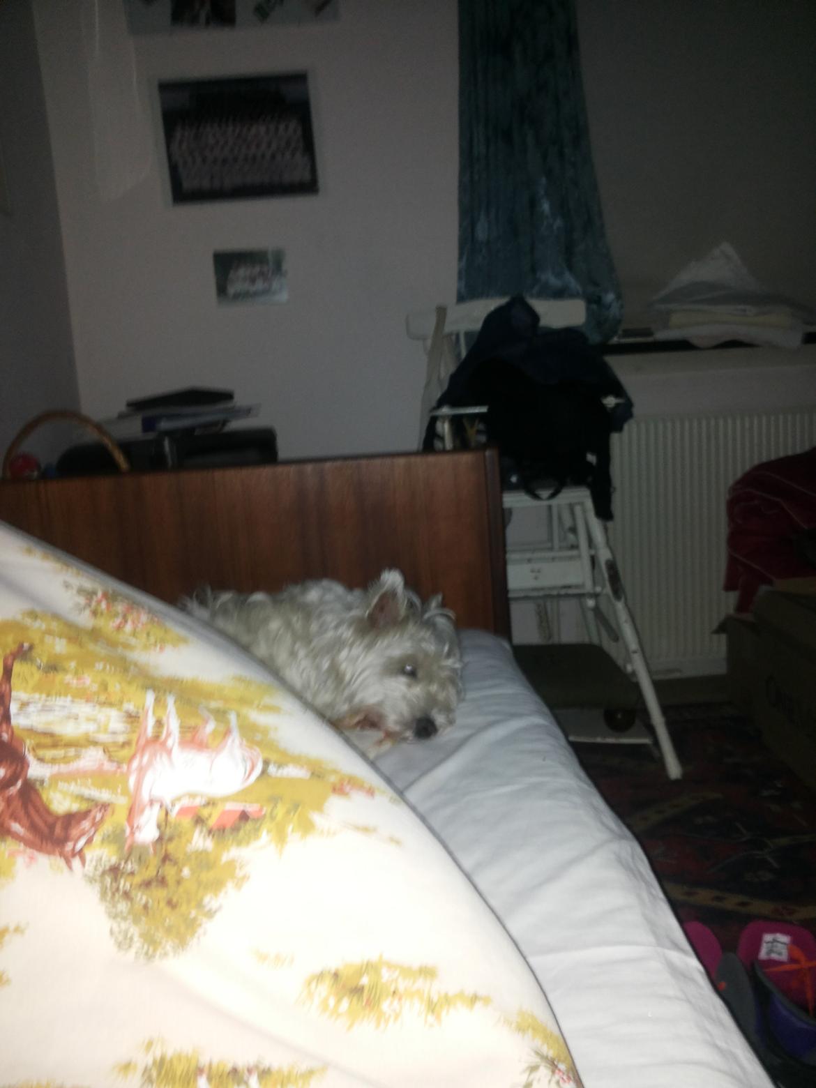 West highland white terrier Thilde (Tossen <3) billede 7