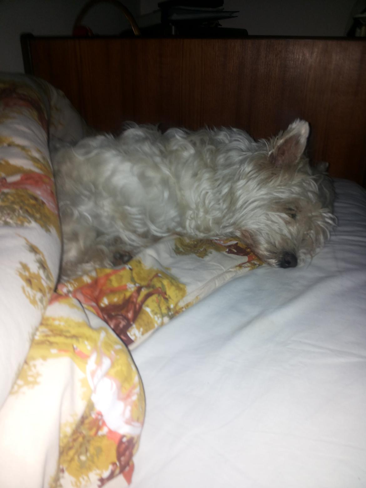 West highland white terrier Thilde (Tossen <3) billede 11